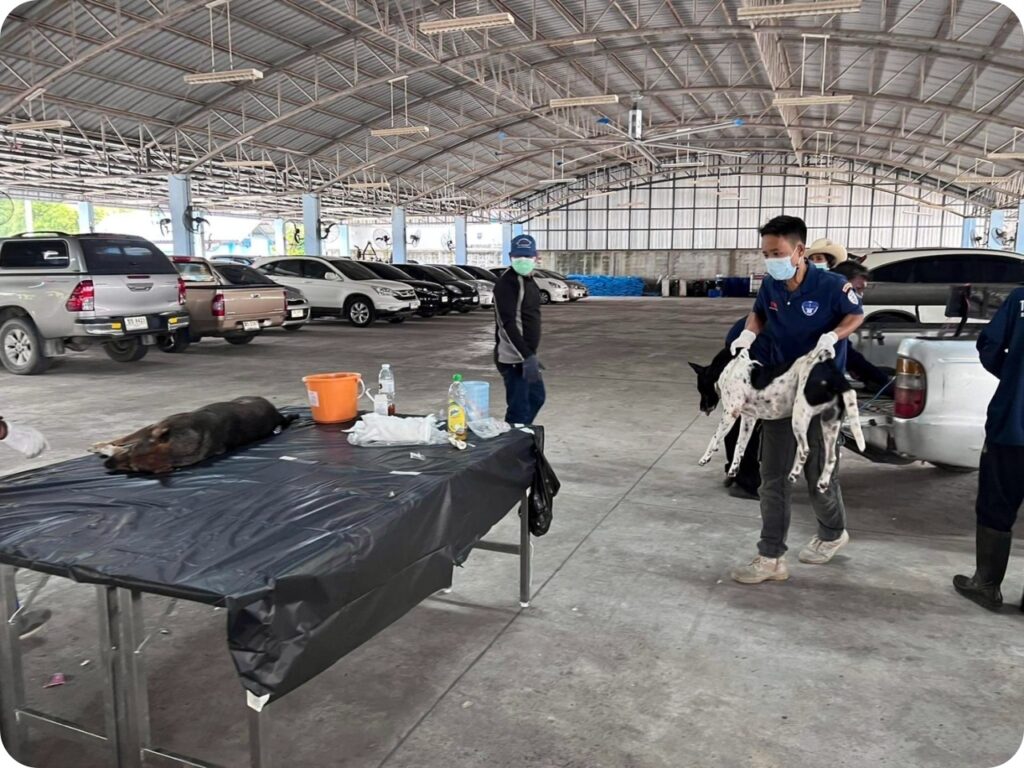 เทศบาลตำบล น้ำคอก ดำเนินการทำหมันสุนัข และแมว จรจัด ครั้งที่ 1/2565