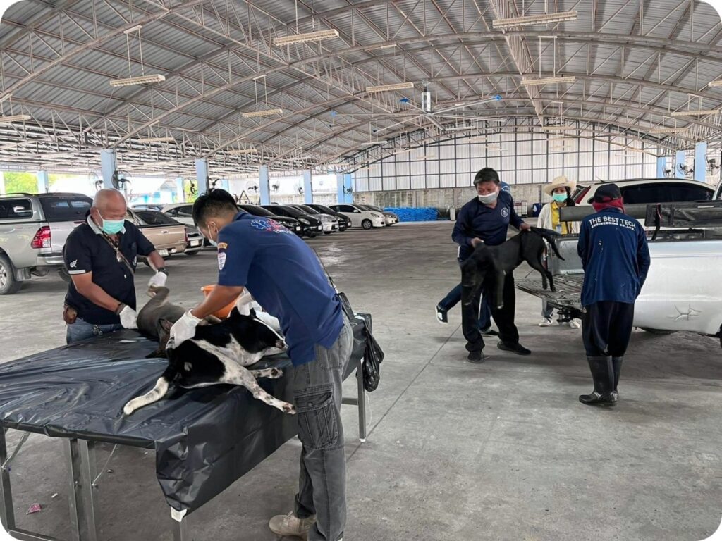 เทศบาลตำบล น้ำคอก ดำเนินการทำหมันสุนัข และแมว จรจัด ครั้งที่ 1/2565