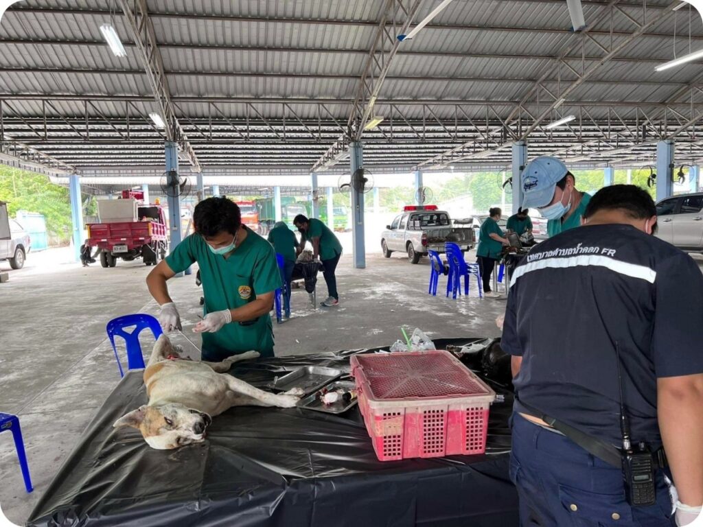เทศบาลตำบล น้ำคอก ดำเนินการทำหมันสุนัข และแมว จรจัด ครั้งที่ 1/2565